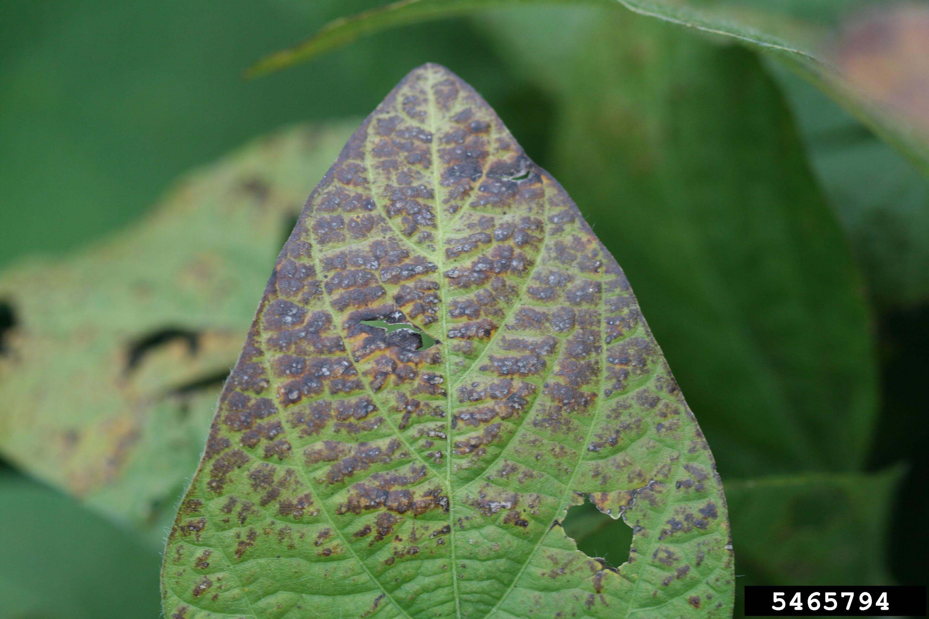 Mancha foliar e mancha roxa nas sementes: sintomas e danos na soja