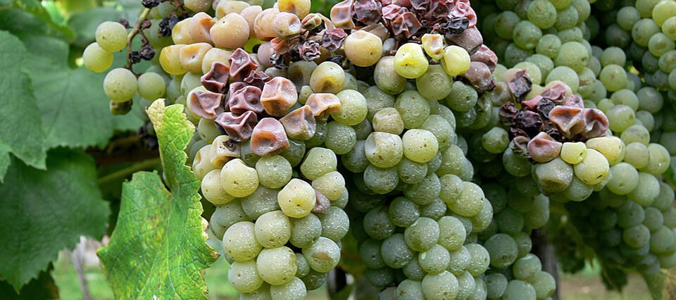 Dégâts causés par la bactériose dans les vignes