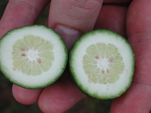 Deficiencia de boro en frutos: cómo se reconoce y se trata eficazmente