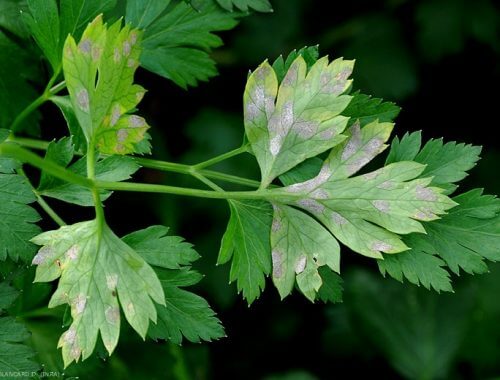 Danos causados pelo mofo no aipo