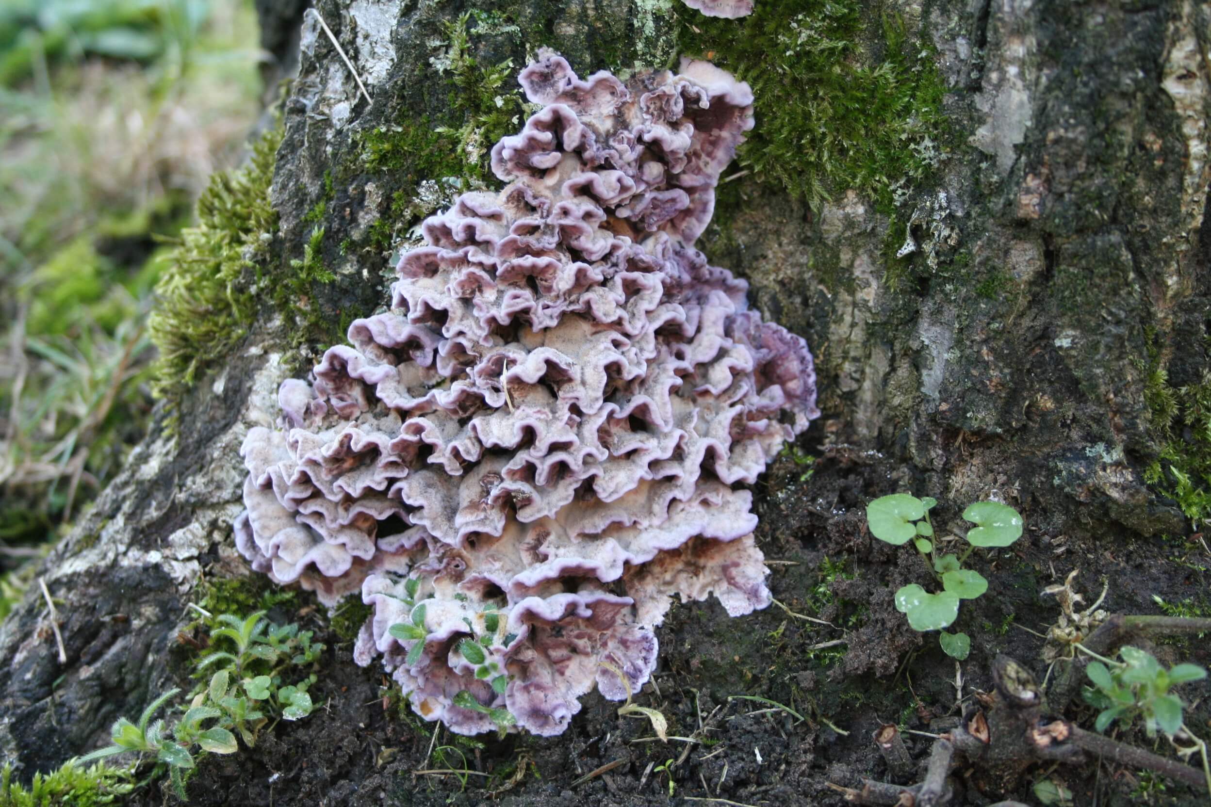 Flor de cerejeira prata | idMicrobe