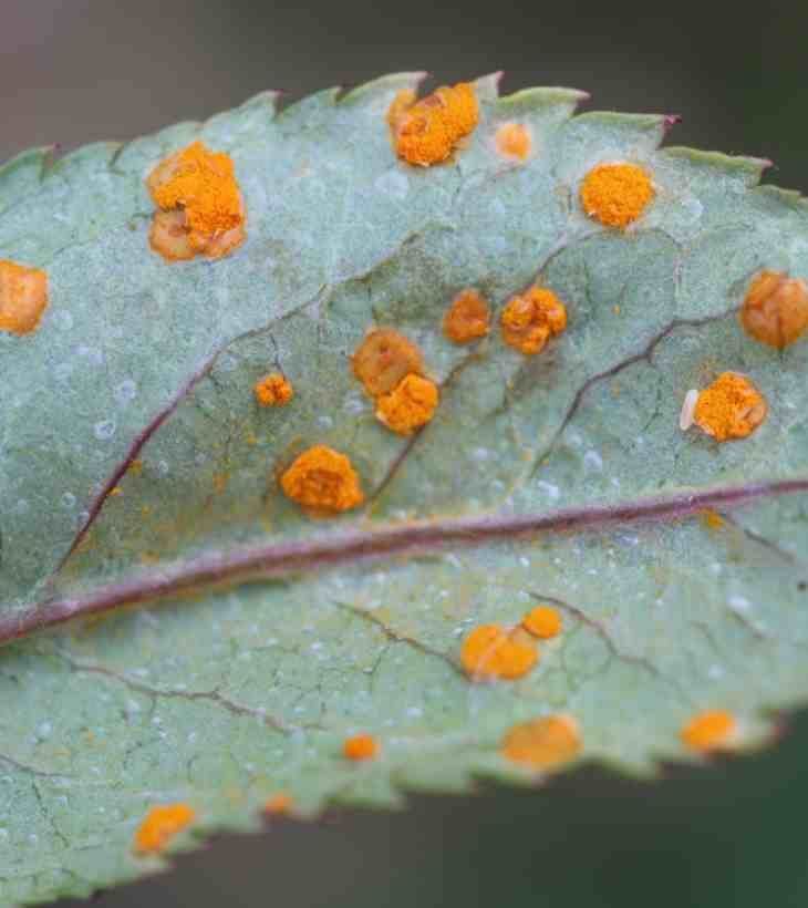 Royas: Síntomas y daños en Plantas ornamentales
