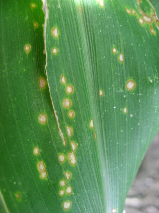 Corn Eyespot: Symptoms and Damage in Corn