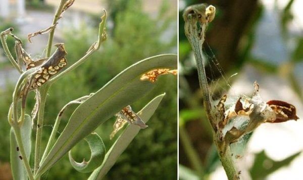 Glyphodes or jasmine moth on olive trees | idMicrobe