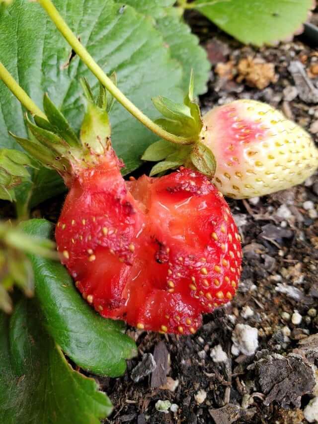 Babosas y caracoles en Berries: Cómo se reconoce y se trata eficazmente