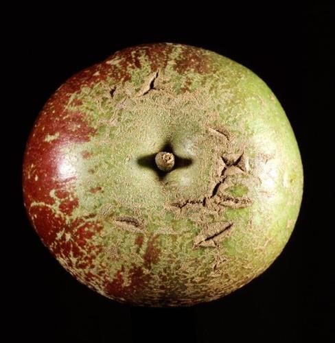 Deficiencia de boro en plantas: síntomas y daños visibles en frutos