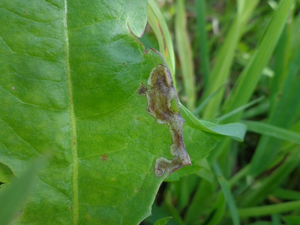 Minador en lechuga | idMicrobe