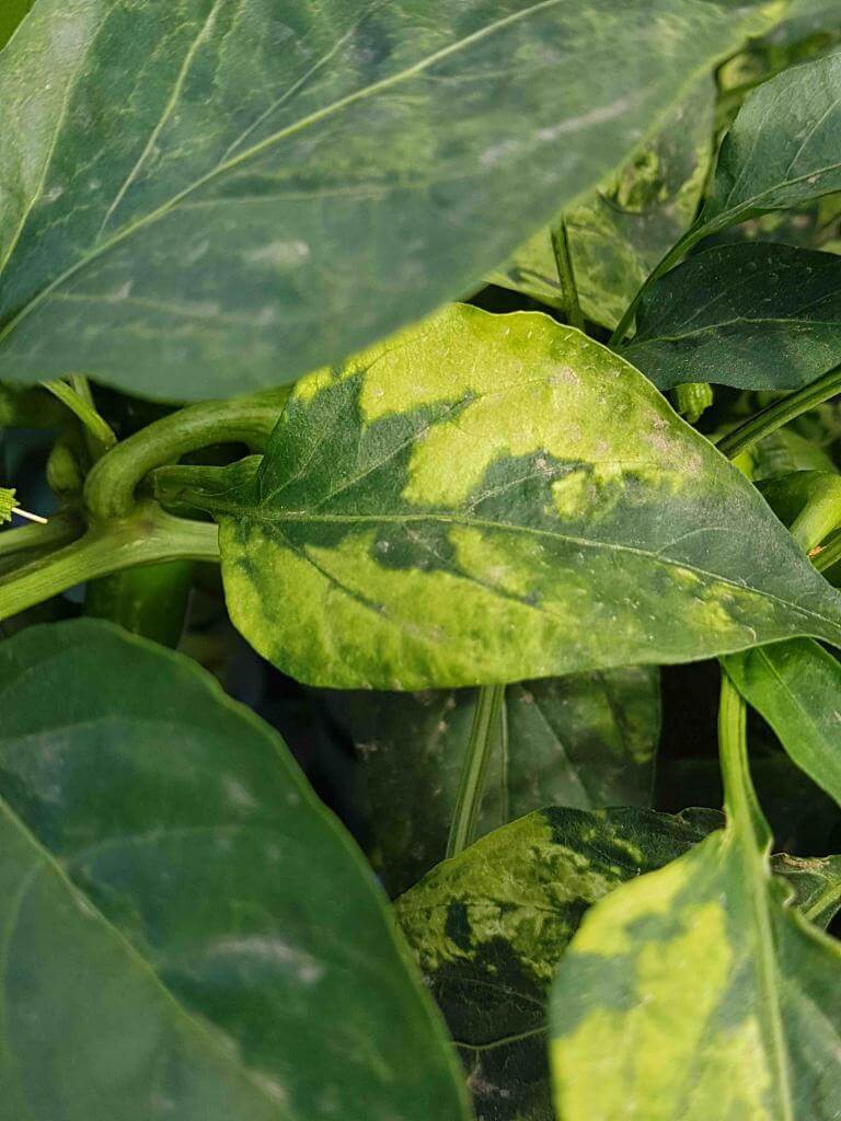 Alfalfa mosaic virus in soybeans: How to recognize and treat it effectively