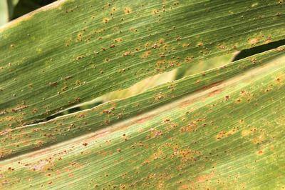 Comment reconnaître et combattre la rouille du maïs