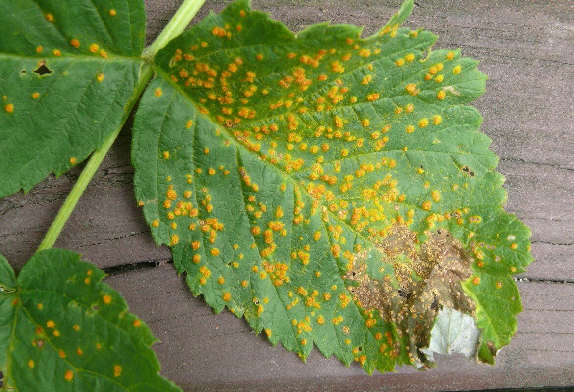 How to recognize and combat yellow rust in raspberries