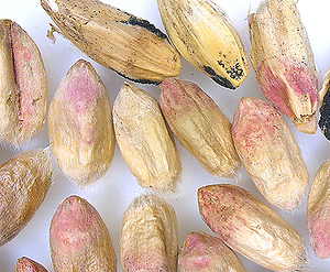 Fusarium head blight in cereals: How to recognize and treat it effectively