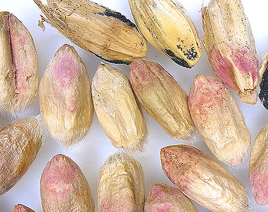 Damage caused by Fusarium head blight in cereals