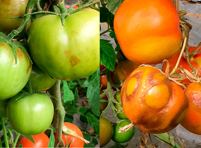 Virus rugoso del tomate (ToBRFV): Síntomas y daños en Tomate