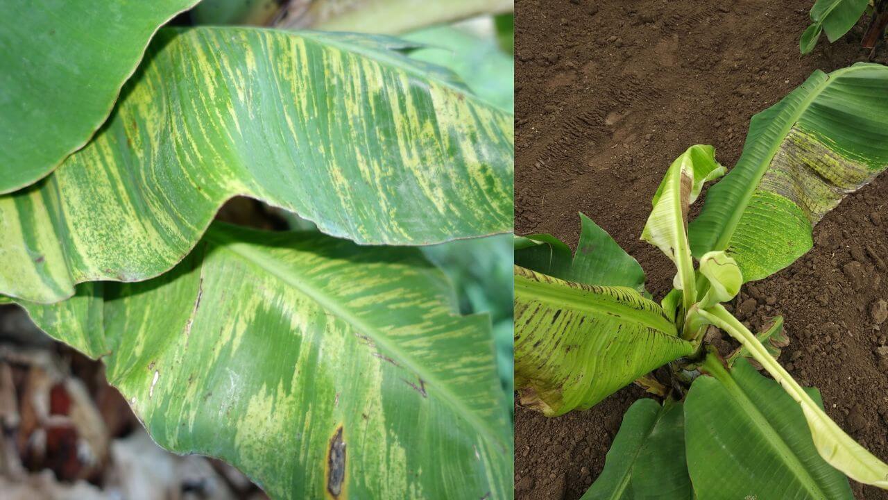 Virus del mosaico del pepino (CMV): Síntomas y daños en Platanera