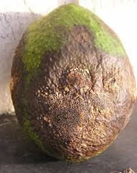 Antracnose: Sintomas e Danos no Abacate