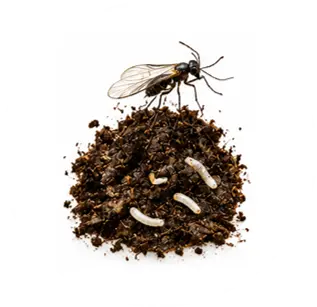 Mosquitas del sustrato
