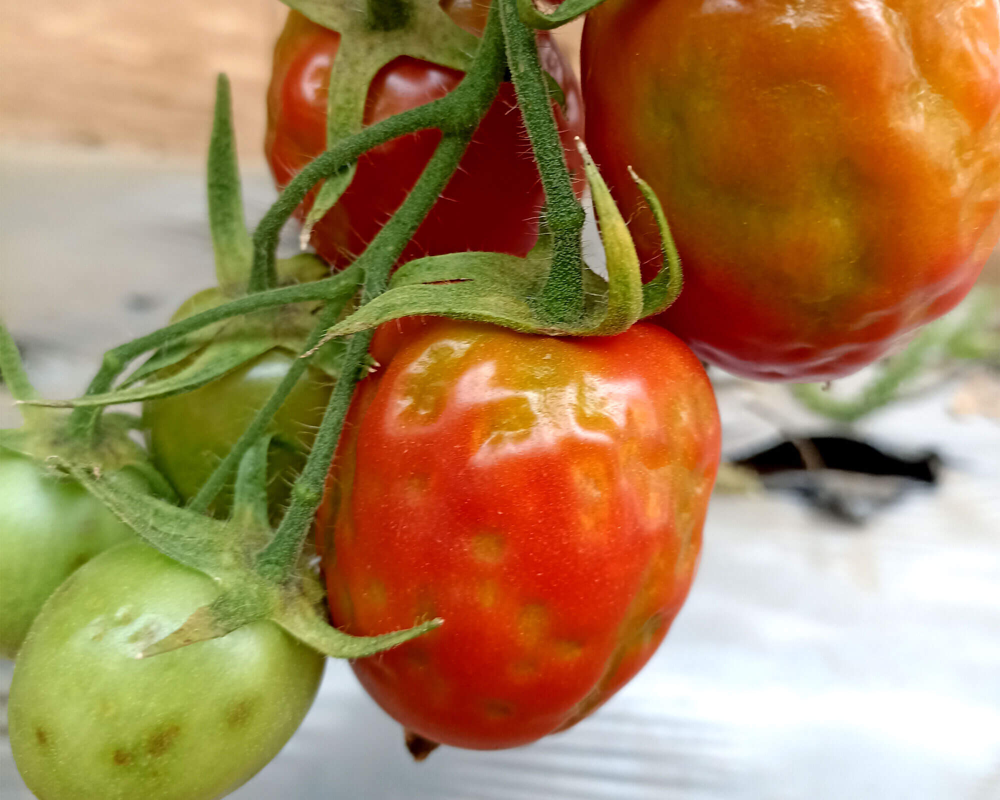 Virus rugoso del tomate (tobrfv) | idMicrobe