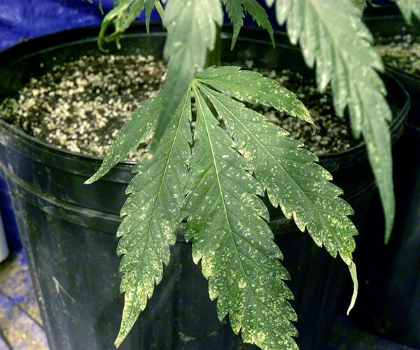 Trips: Síntomas y daños en Cannabis