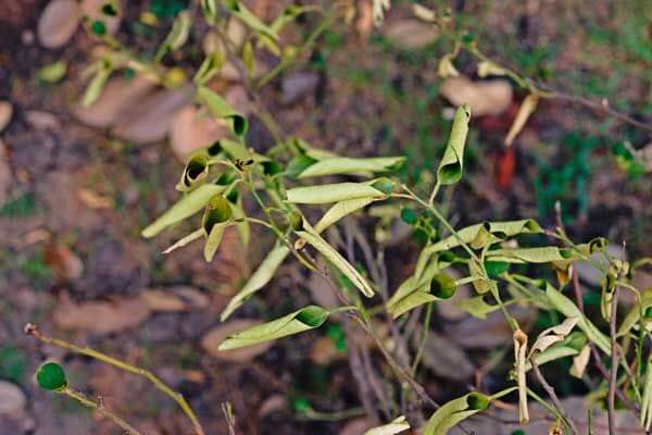 Pourriture brune des agrumes : qu'est-ce que c'est, comment se produit-elle et comment l'éliminer efficacement ?