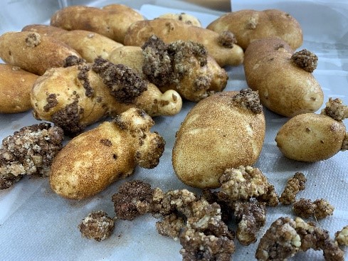 Sarna verrugosa en patata | idMicrobe