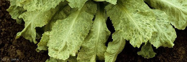 Lettuce mosaic virus | idMicrobe