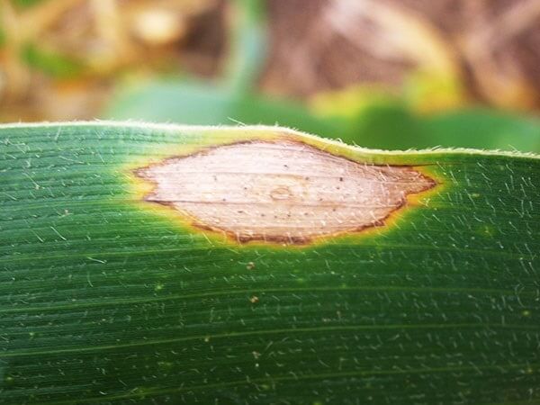 Cómo reconocer y combatir pudrición de la mazorca por diplodia en maíz