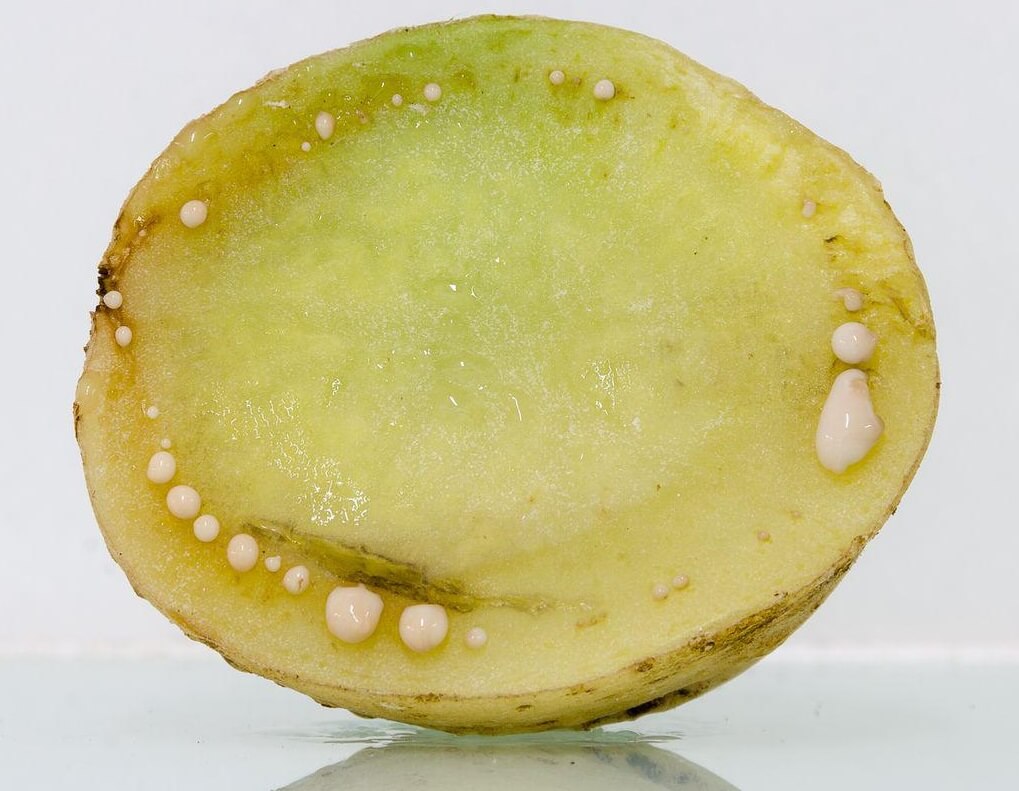 Potato brown rot or bacterial wilt: Symptoms and damage in potatoes