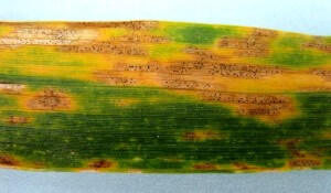 Septoria dans les céréales d'hiver : comment la reconnaître et la traiter efficacement