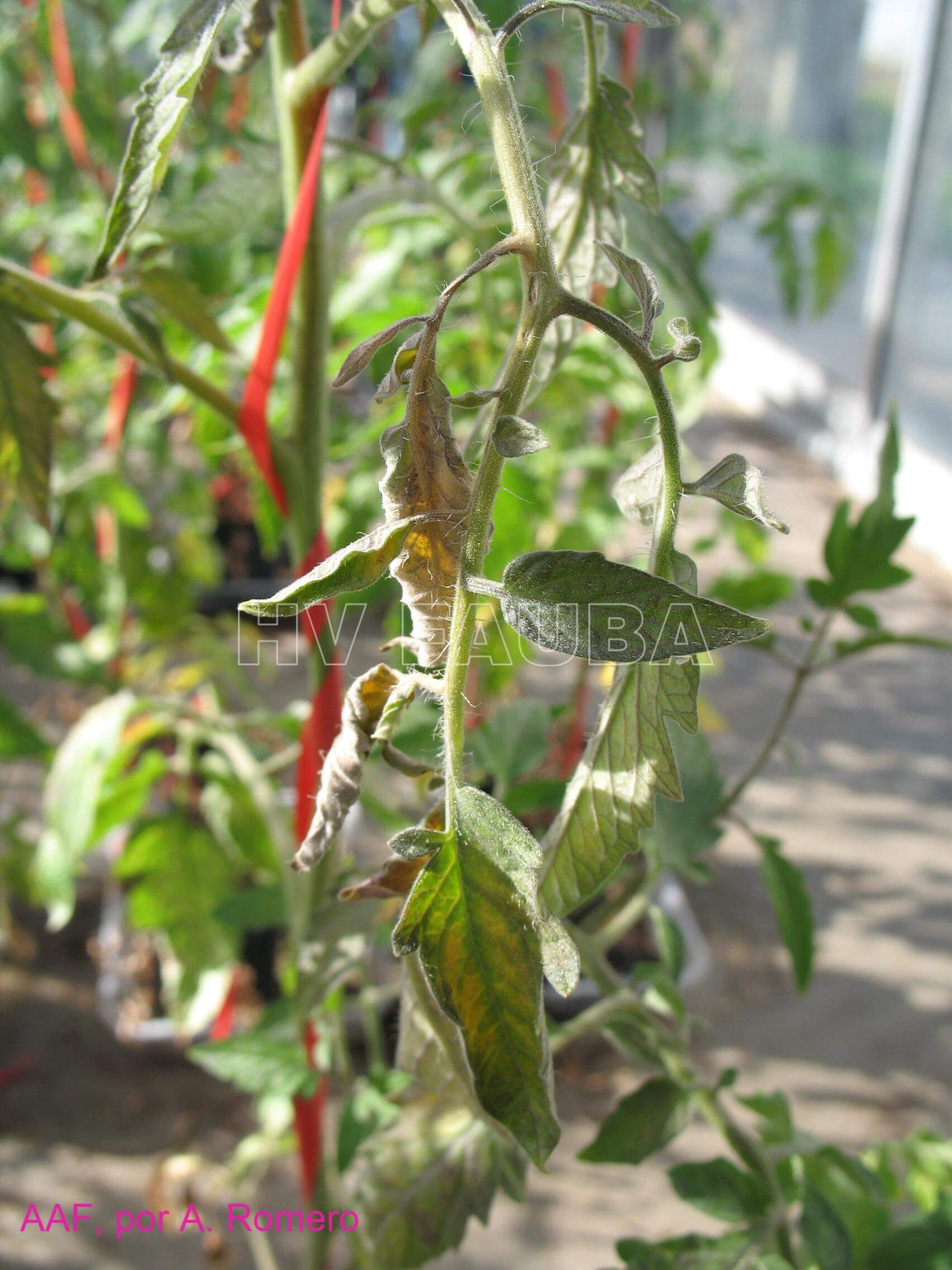 Cancro o cáncer bacteriano: Síntomas y daños en Pimiento