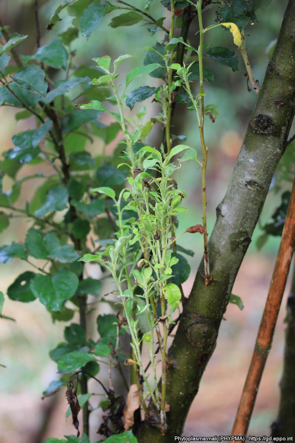 Apple blight or apple blossom on an apple tree: How to recognize and treat it effectively