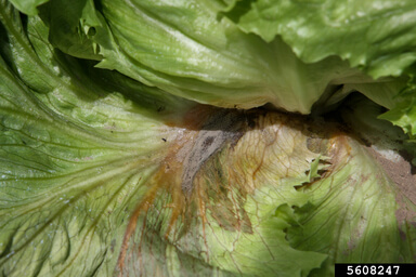 Teigne des crucifères sur laitue et plantes similaires | idMicrobe