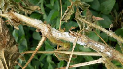 Podredumbre blanca en calabaza | idMicrobe