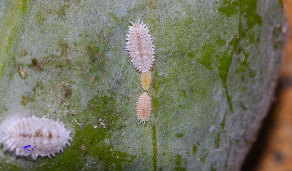 Damage caused by the banana scale in a banana plantation