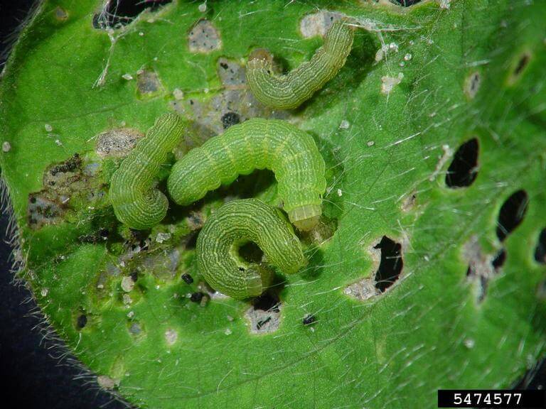 Gardama, green ringworm, or armyworm: Symptoms and damage in lettuce and similar plants