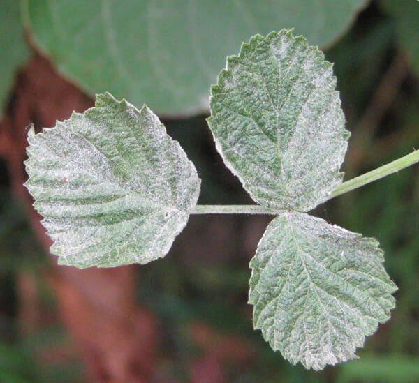 Oídio en mora | idMicrobe