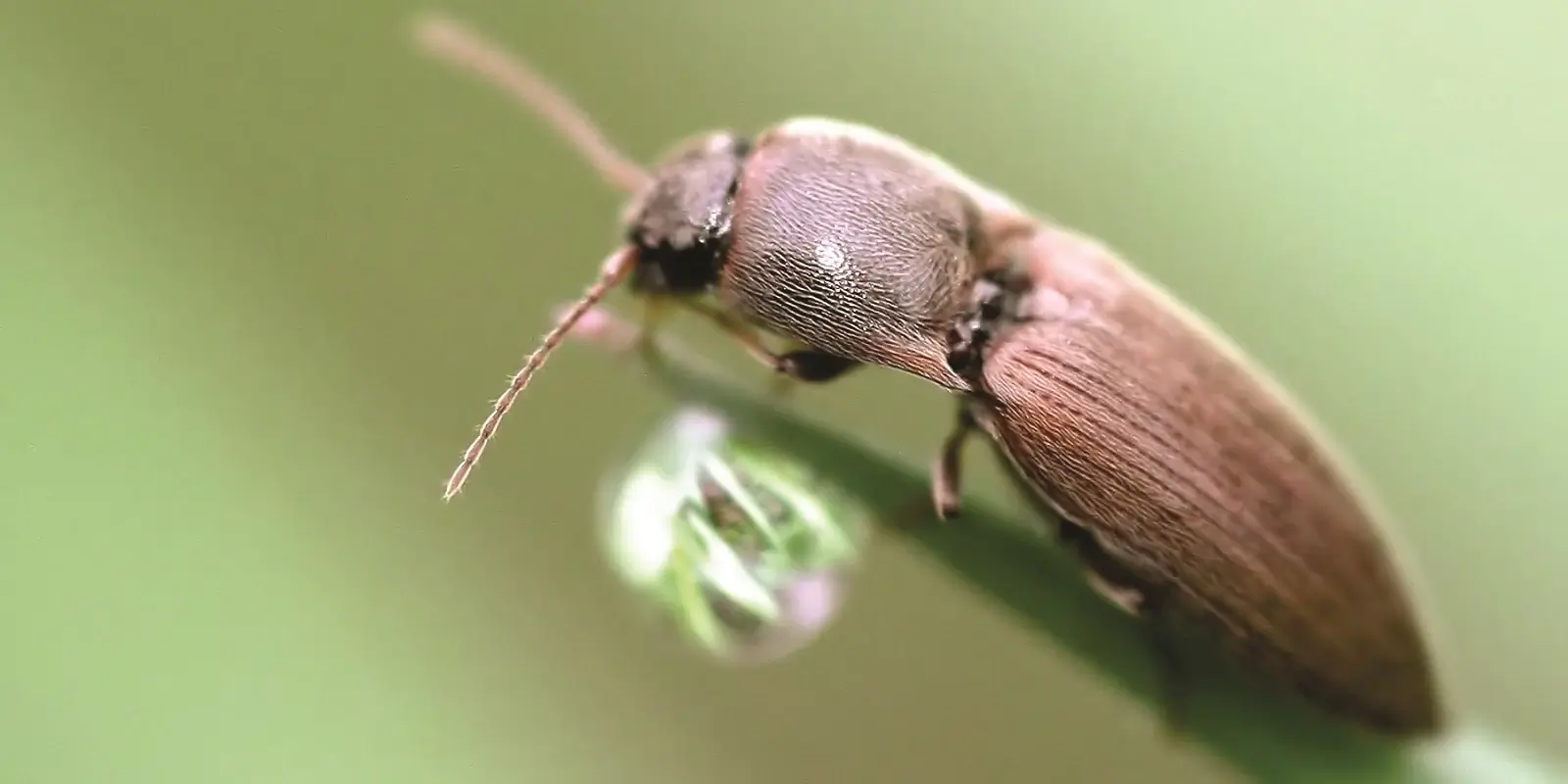 Dégâts causés par les taupins sur les betteraves de table