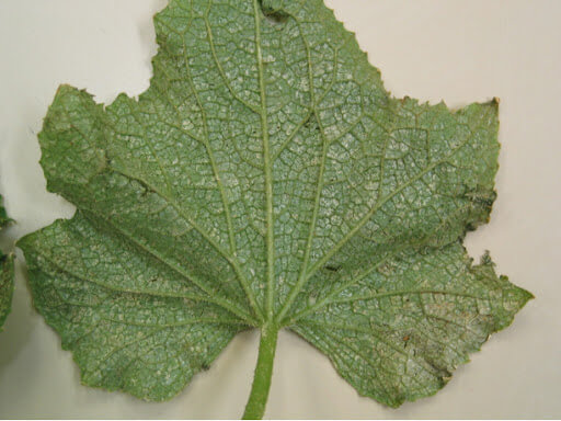 Thrips de la citrouille : comment les reconnaître et les traiter efficacement