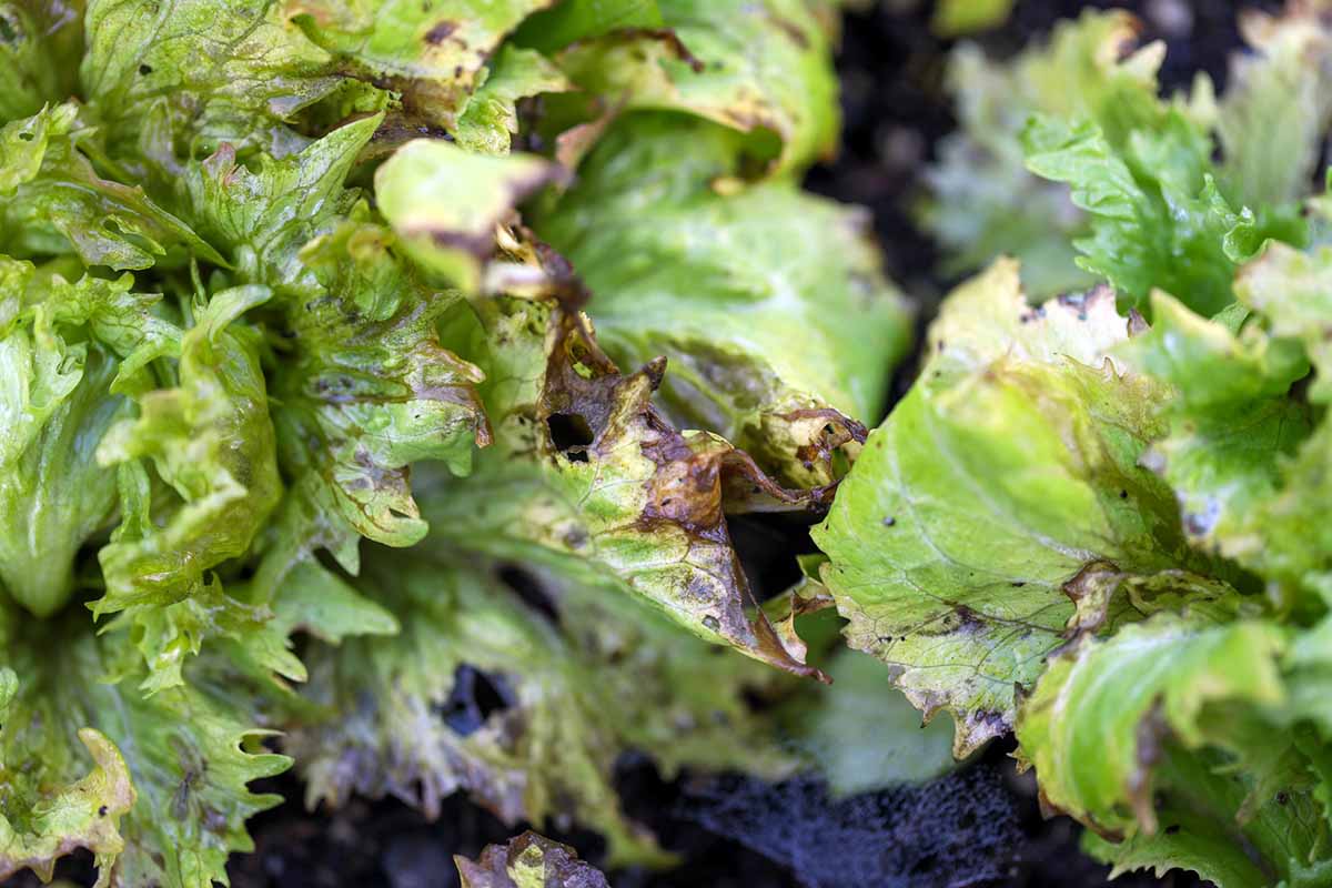 Mancha bacteriana en lechuga y similares | idMicrobe
