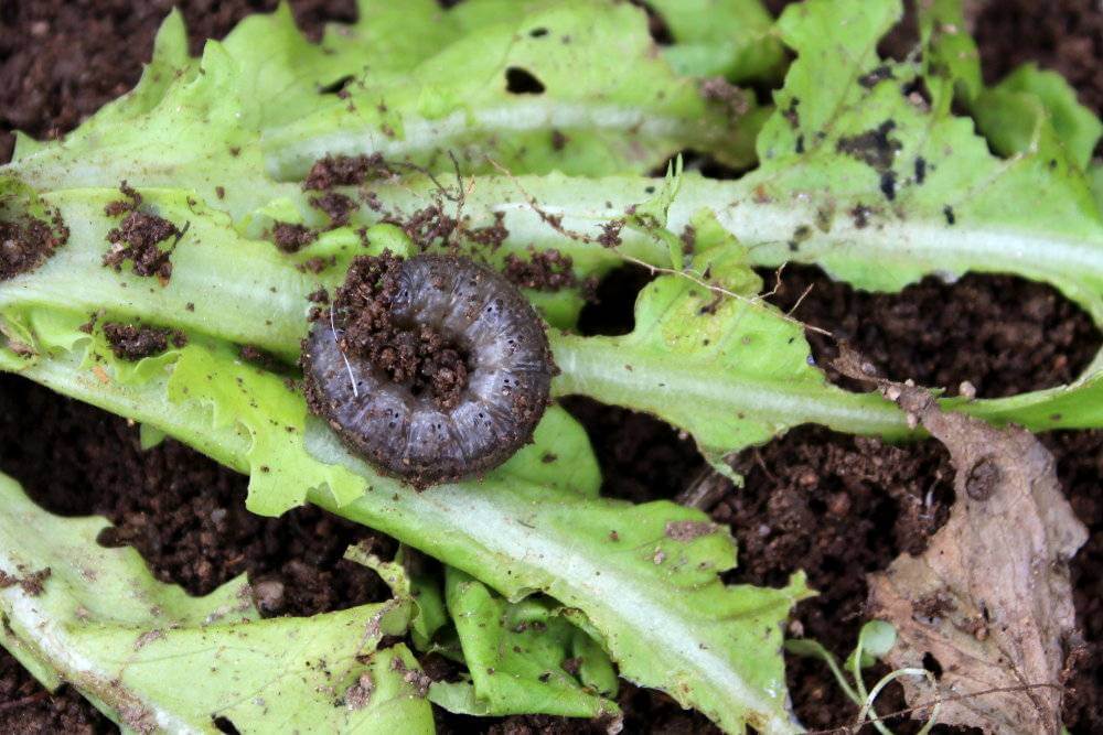 Vermes cinzentos: sintomas e danos no aipo