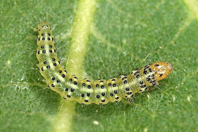 Oruga o polilla de las hojas en Higo o higuera: Cómo se reconoce y se trata eficazmente