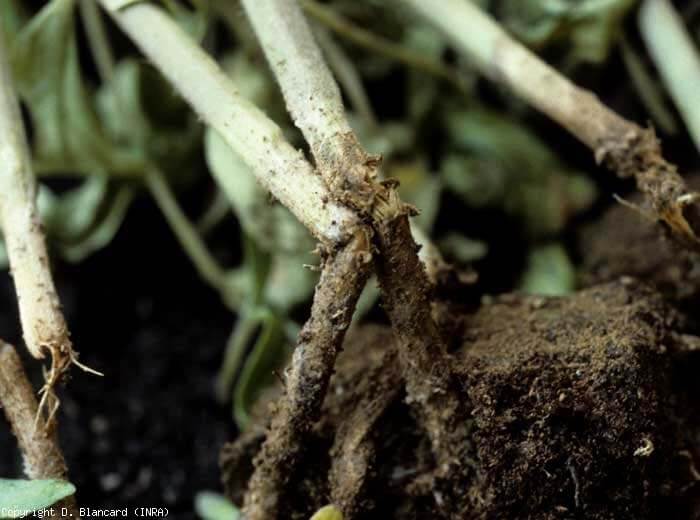 Damping off en Berries: Cómo se reconoce y se trata eficazmente