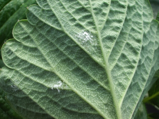 Powdery mildew on strawberries | idMicrobe