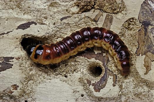 Taladro rojo, barrenador de los frutales: qué es, cómo se origina y cómo eliminar de forma efectiva