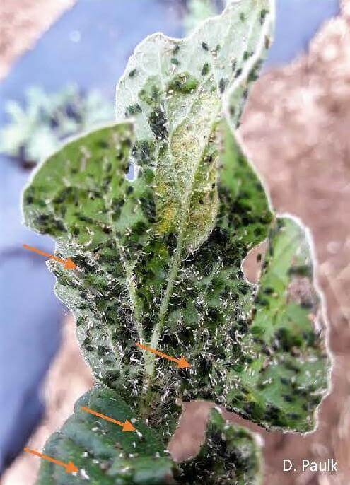 Pulgón en calabaza | idMicrobe