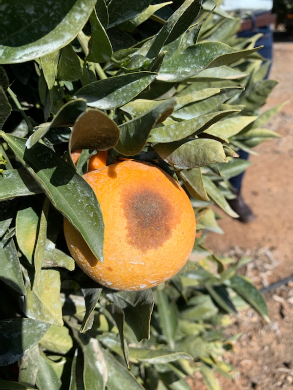 Fruit with sunburn and areas damaged by excessive sun exposure