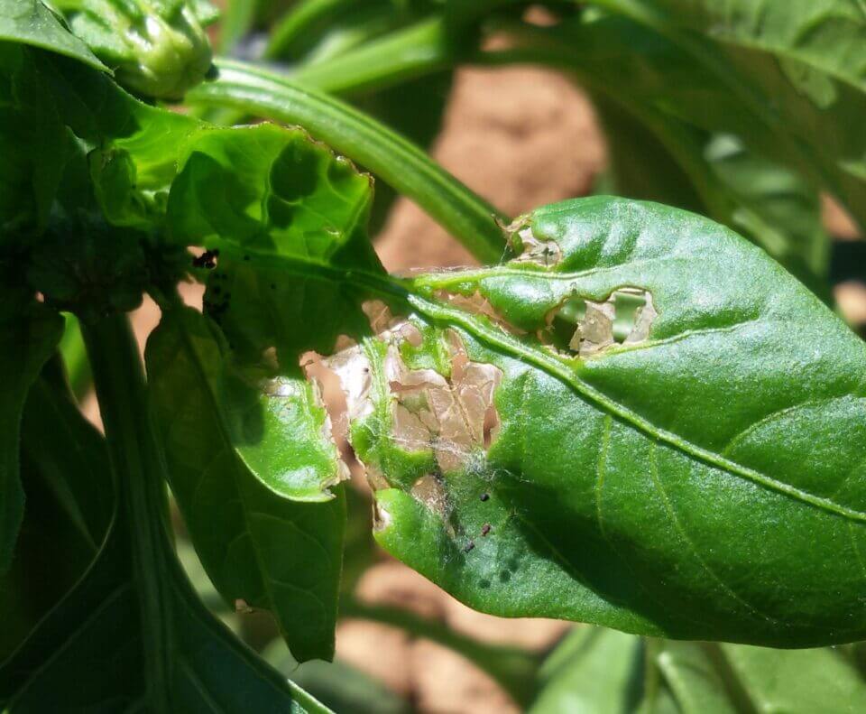 Gusano soldado o Rosquilla verde: Síntomas y daños en Pimiento