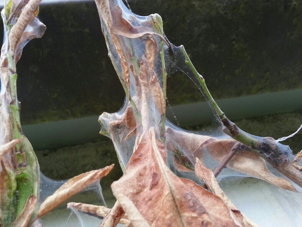 Ácaro vermelho em pêssegos ou nectarinas: como reconhecê-los e tratá-los de forma eficaz