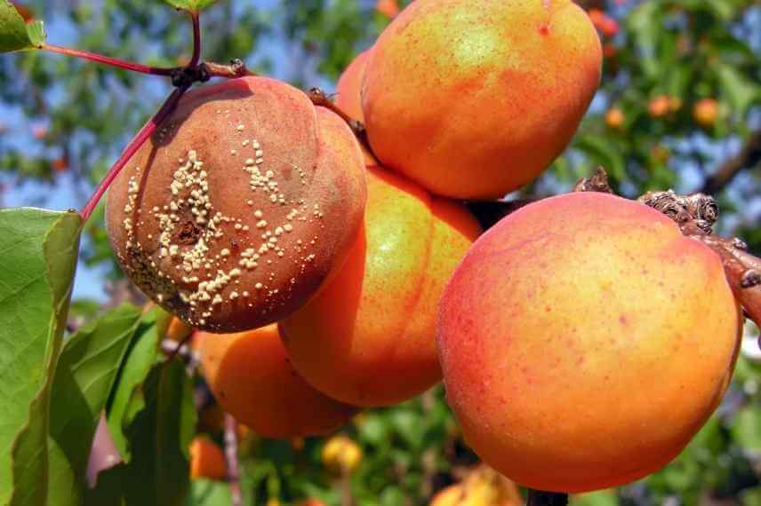 Monilinia o podredumbre parda en albaricoque | idMicrobe