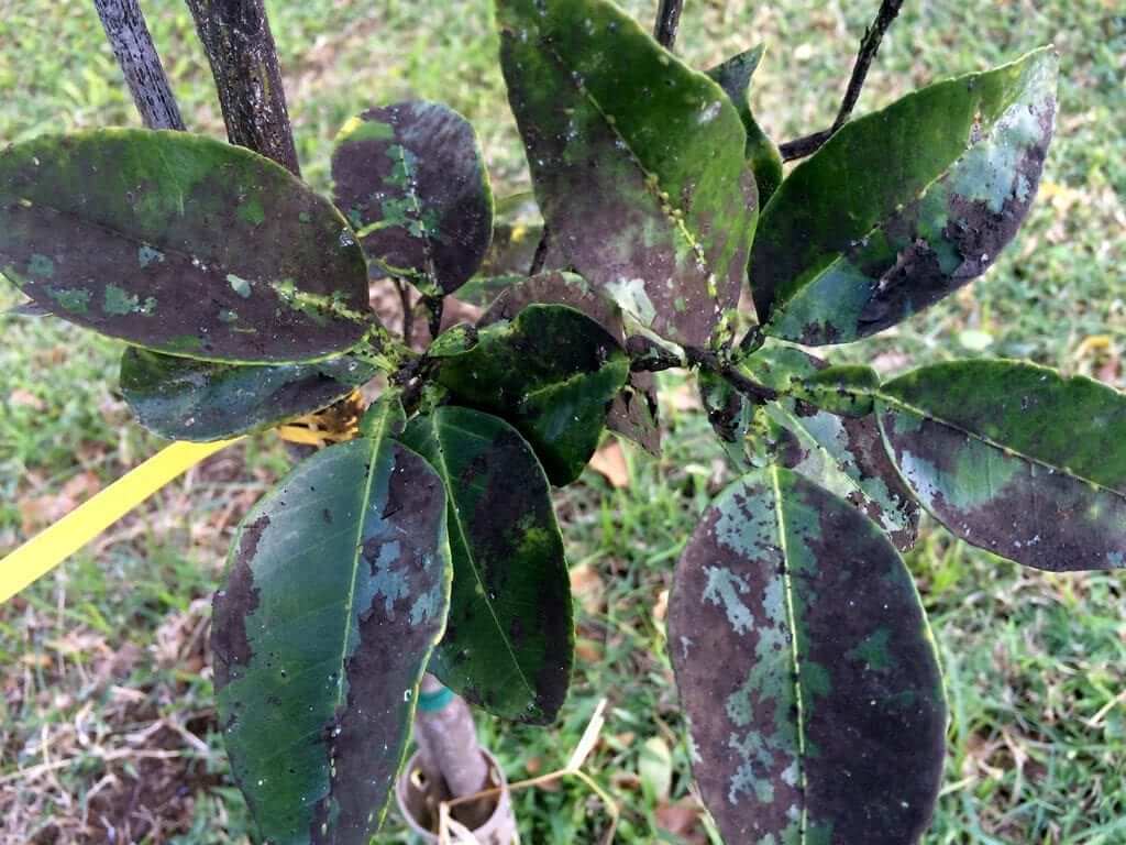 Daños causados por Fumagina o negrilla en Plantas ornamentales