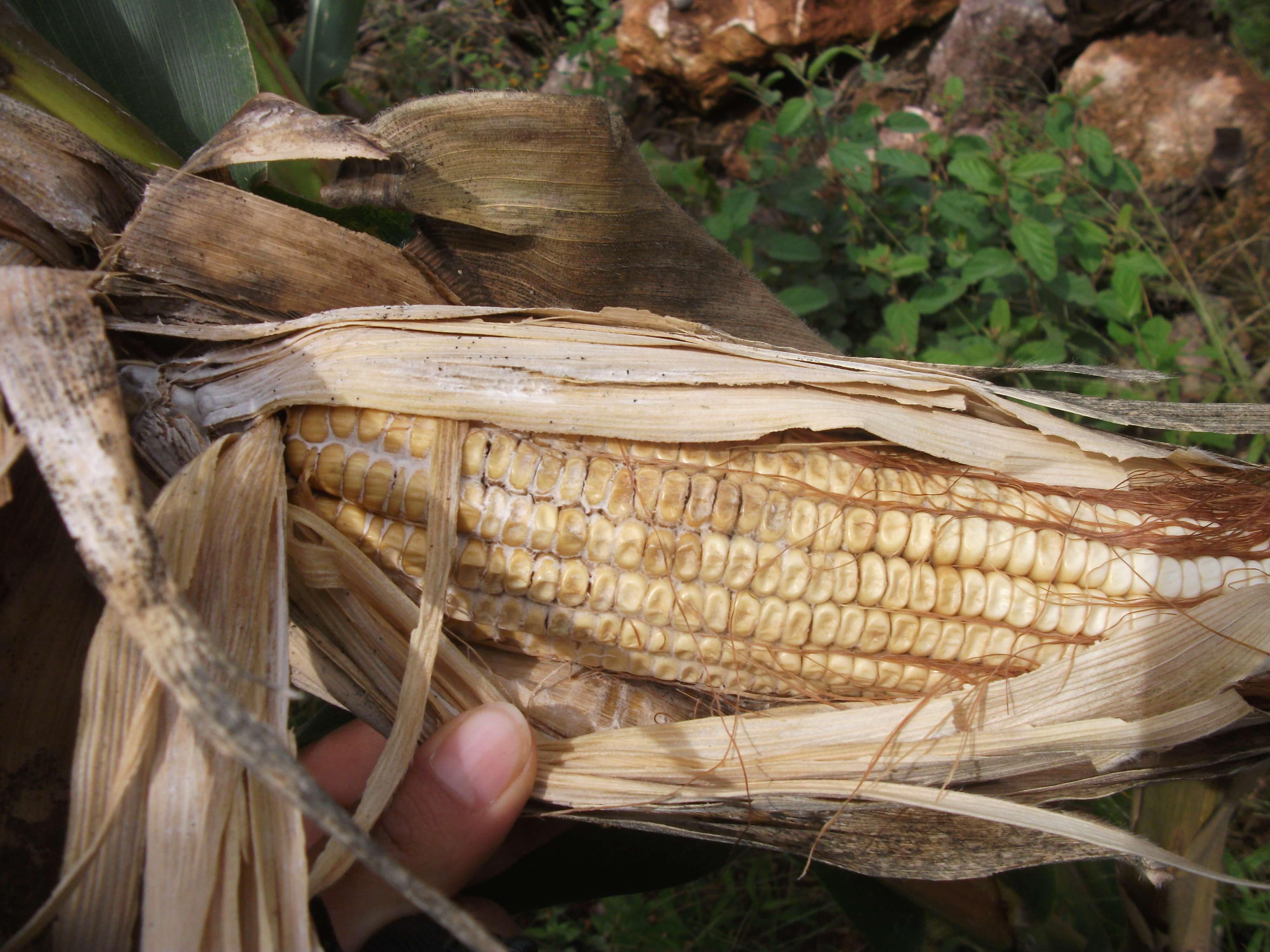 Pudrición de la mazorca por diplodia en maíz | idMicrobe
